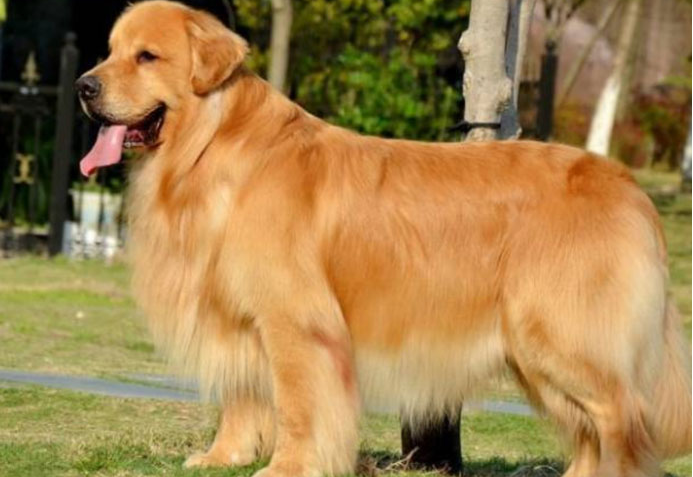 金毛犬可以做导盲犬吗？还有哪些可以做导盲犬的狗狗