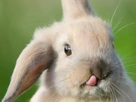 养兔有什么危害和益处（兔子要每天喂吗？）